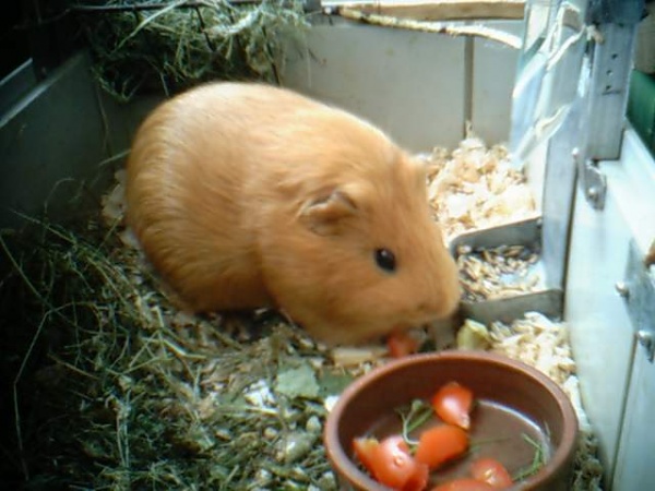 morče 3.jpg