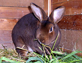 králík 2.jpg